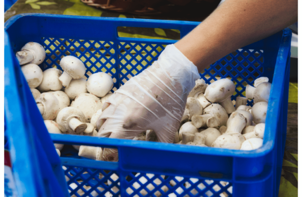 Food Handler Certification