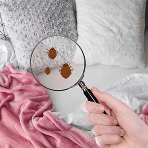 Bed Bug Problem's Solution