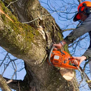 Tree Trimming Safety Training