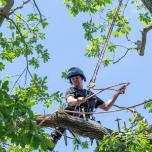 Arboriculture