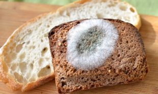 Food Safety Hazards
