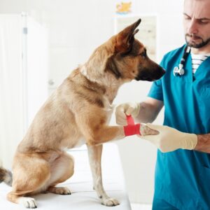 Advanced Pet First Aid
