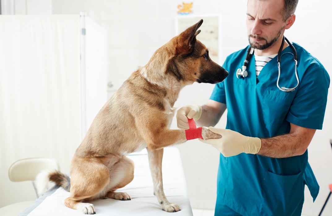 Certificate in Pet First Aid at QLS Level 3 - Compliance Central