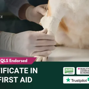 Hands wearing gloves bandaging a dog’s leg during practical pet first aid training.