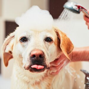 Dog Cleaning