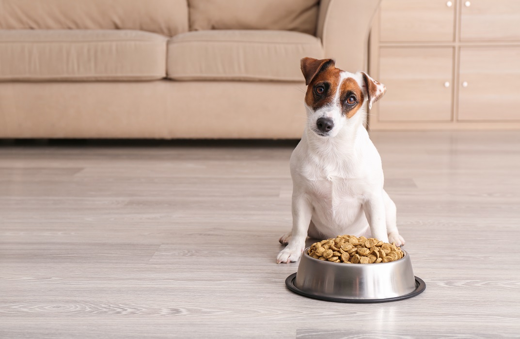 Diet and Nutrition for Animals
