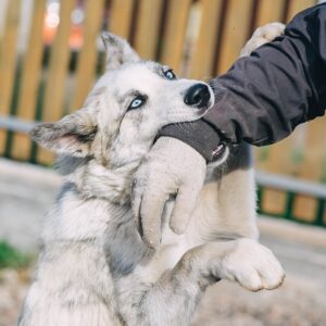 Dog Training - Stop Dog Attacks