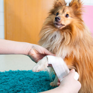 Pet First Aid