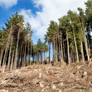 Forestry