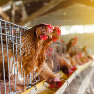 Diploma in Poultry Farming