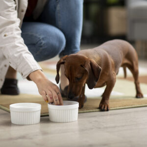 Dog Nutrition