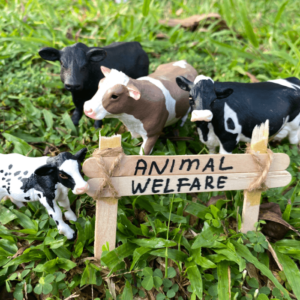 Animal Welfare