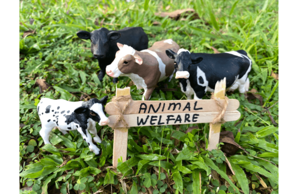 Animal Welfare