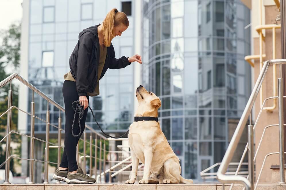 Start A Dog Training Business